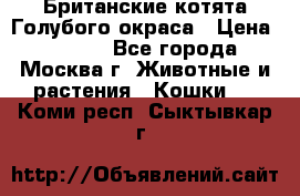 Британские котята Голубого окраса › Цена ­ 8 000 - Все города, Москва г. Животные и растения » Кошки   . Коми респ.,Сыктывкар г.